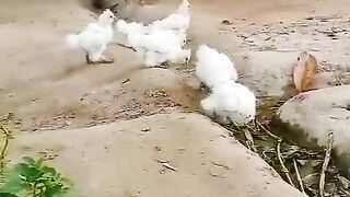 White silky ll silky white