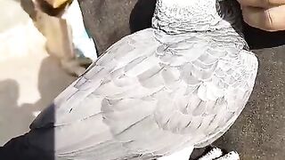 Hand tamed parrot