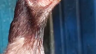 This is a bird ll be