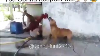 The fight