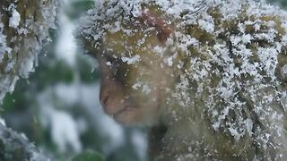 Snow Monkey