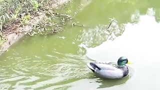 Entertainment Best video