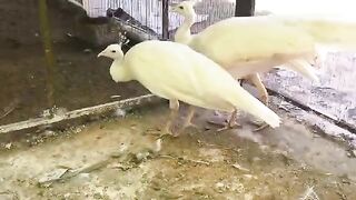 White but not silky