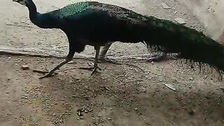 The green long tail of peacock