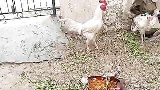 White rooster near a gate