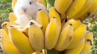 Biutiful animals video #shorts #video