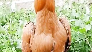 Golden rooster ll green grass