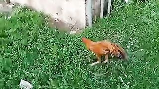 Eating from the green gross