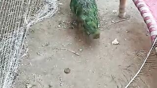Bed and peacock