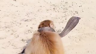 Monkey with naag #kingcobr