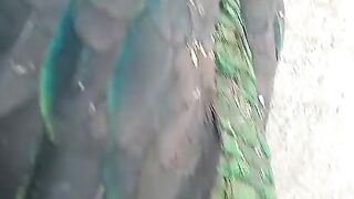 Blue looking ll peacock