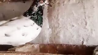 Black neck pigeon