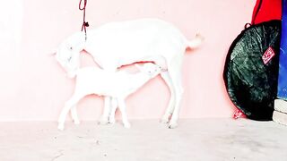 Goat and kid
