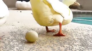 The girl rescued a duck's egg #shorts
