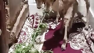 Deer ka bacha