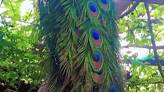 Peacock purching on the log