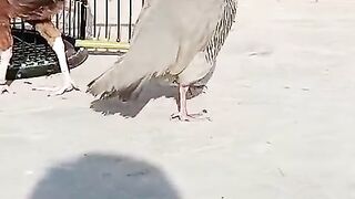 Bahut jagralo parinda hay