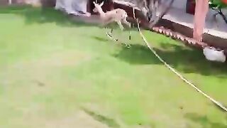 Why are you running