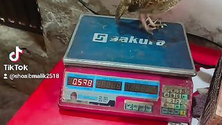 Weight of a teatar