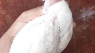 White head ll head