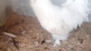 To kidar Kara hay