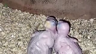 Three three three