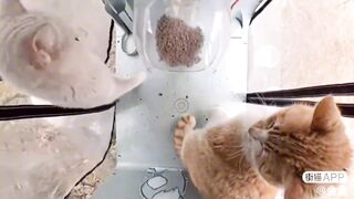 Cat Fight ???? | 2