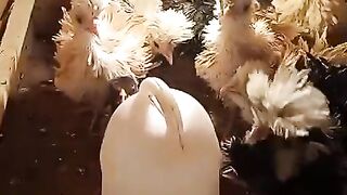 The chakor ll chicken