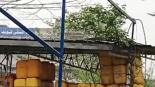 The voice of a peacock