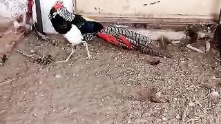 Pheasant ll red line