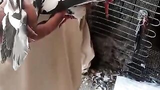 Cha sa da khabari Shan neshta
