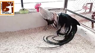 This a very long tail