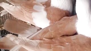 Two white pigeon