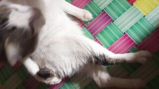 Nemo funny cat