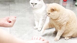 Cat loss game