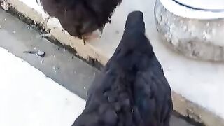 Black panther