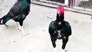 Red color heads