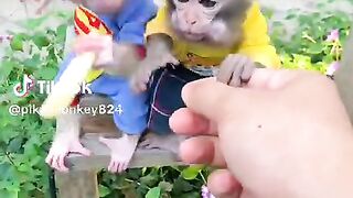 Monkey
