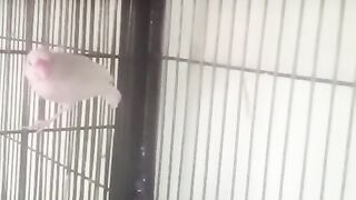 Two parrot