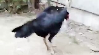 Black tarcol