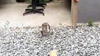 Monkey