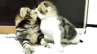 cats