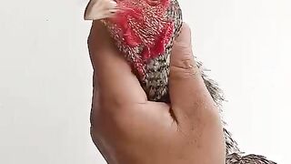 The neck of this rooster is very beautiful