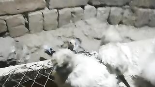 White white wg