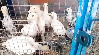 Chicken in the cage