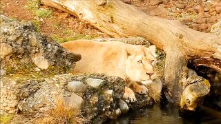 Lion water ???? thersity. Forest