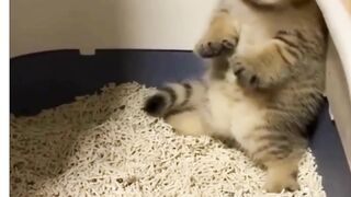 funny pet video