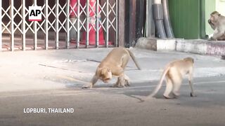 Wildlife authorities unveil monkey masterplan after macaques wreak havoc in central Thai town.