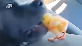 funny cat and dog (1)