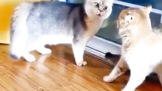 Cute cats fighting superb moments ????